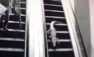 Huge alligator walks down escalator as it terrifies supermarket shoppers